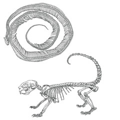 Snake python and Porcupine skeleton illustration, drawing and engraving ink line art. Porcupine and black serpent dead bones with head skull, jaw, spine, tail, and ribs. Vector