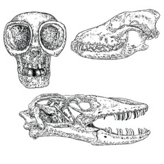 Skulls of dead animals including Komodo dragon lizard. Stylized drawing of wolf dog coyotes head bones. Decorative drawn Alien UFO creature face. Witchcraft, voodoo magic attribute. Halloween. Vector