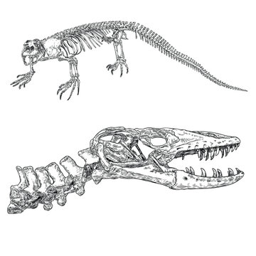 Komodo dragon lizard skeleton and skull. Anguimorphs with big teeth. Water monitors, gila monster or slow worms. Reptile head and body bones.  Asian water monitor or Varanus. Vector.