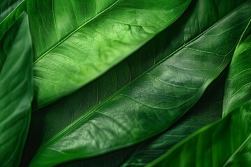 Nature concept. Layout with texture a green leaf close-up. Background with Leaves vintage dark green color and white frame. Beautiful simple AI generated image in 4K, unique.