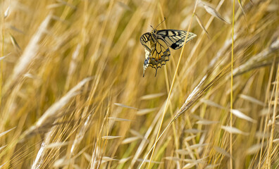 Papilio machaon, in volo tra l'avena selvatica