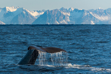 coda di balena che si immerge