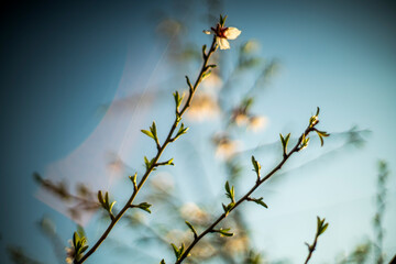 Almond blossoms, Spain