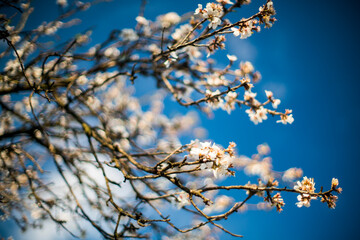 Almond blossoms, Spain