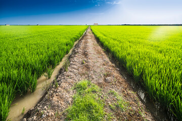 Path through rice fields, Isla Mínima, La Puebla del Río, Seville, Spain.