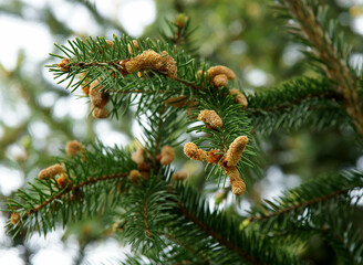 European spruce female cones