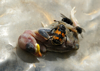 Nicrophorus interruptus examines its food