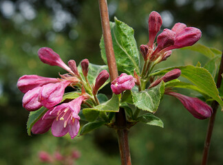 Weigela coraeensis flowers