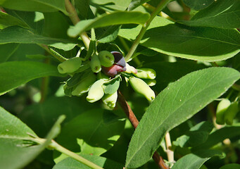 Unripe fruits of Lonicera caerulea