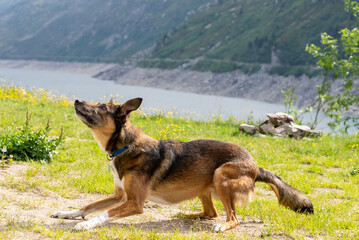 Dog playing with ball. Belgian Shepherd Dog. Malonois. Dog playing with ball. Running dog. Dog jumping. Dog in the Mountains. Dog in Switzerland. Belgian Shepherd.