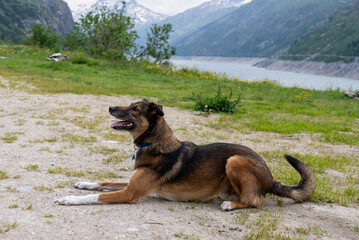 Dog playing with ball. Belgian Shepherd Dog. Malonois. Dog playing with ball. Running dog. Dog jumping. Dog in the Mountains. Dog in Switzerland. Belgian Shepherd.