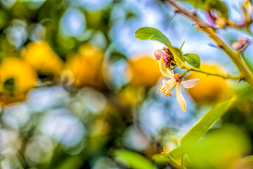 Lemon tree blossom, Seville, Spain