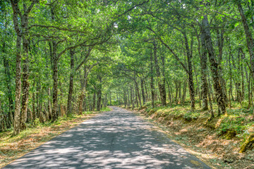 Road through an oak grove, Riaza, Segovia, Spain.