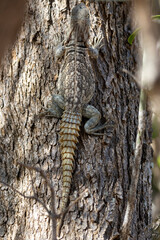 Ein Madagaskar-Stachelschwanzleguan in der Draufsicht an einem Baum kletternd