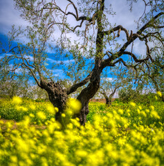 Olive grove in springtime, Seville, Spain.