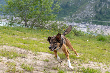 Dog playing with ball. Belgian Shepherd Dog. Malonois. Dog playing with ball. Running dog. Dog jumping. Dog in the Mountains. Dog in Switzerland. Belgian Shepherd.