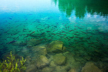 Lots of fish in crystal clear, turquoise water. Quarry in Jaworzno. Excavators Quarry