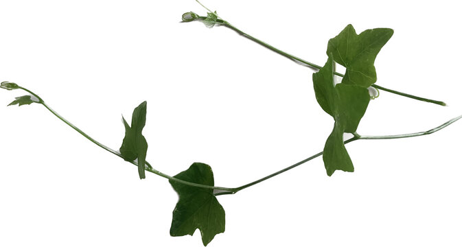 Coccinia grandis L. Voigt, ground vegetable isolate die cut on white background