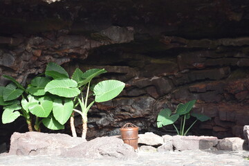 Plant growing in a cave