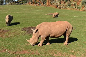rhino walking