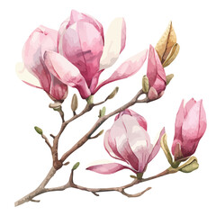 Watercolor vector of magnolia branch, isolated on a white background, design art, drawing clipart, Illustration painting, Graphic logo, magnolia vector 