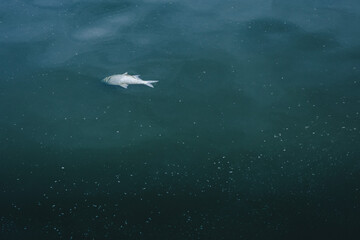 dead fish drifting on water 