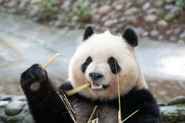 Close up Giant Panda in Chengdu panda Base, China