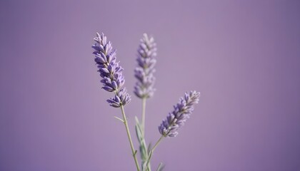 Minimalistic purple background with lavender