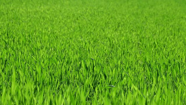 Bright green grass in the field sways in the wind. Natural background.