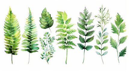 Delicate greenery. Set of watercolor hand drawn leaves. Botanical illustration for your projects.