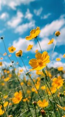 Fototapeta premium Beautiful yellow wildflowers cosmos against the backdrop of a meadow in the sun