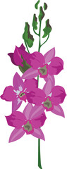 Purple orchid flower illustration on transparent background.

