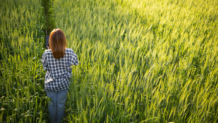 back of young woman walking through barley field along path in a bright green rice field in morning...