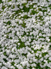 Dense field of flowers with white flowers standing in isolation