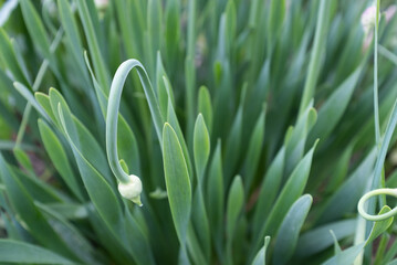 Green scallions growing and one flower arrow, top view. Shallot onions background for publication, poster, calendar, post, screensaver, wallpaper, cover, website. High quality photo