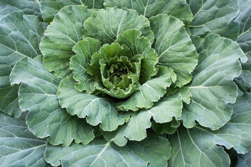 One white cabbage grow, top view. Background from one green cabbage leaves for publication, poster,...
