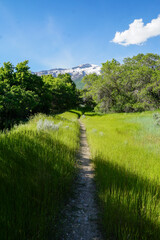 Green path to mountain