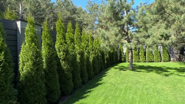 A hedge of green thuja on a sunny day. Landscaping in the yard lawn grass and green spaces. Landscaped yard among pine trees.