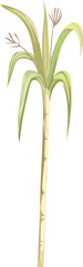 Obraz premium Sugar cane tree illustration on transparent background. 