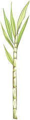 Sugar cane tree illustration on transparent background.
