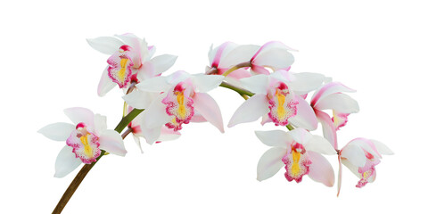 Blooming Pinkish White Cymbidium Orchid Flowers Isolated on White Background with Clipping Path - obrazy, fototapety, plakaty