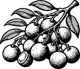 Longan black outline illustration. Coloring book.