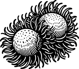 Naklejka premium Rambutan black outline illustration. Coloring book.