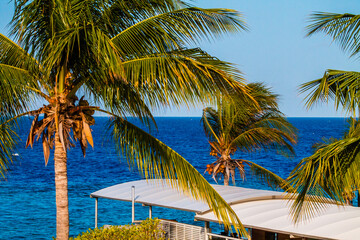 Palm tree on the background of the sea and blue sky.