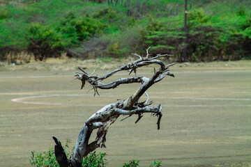 Fototapeta premium Dead tree on the beach at Willemstad, Curacao