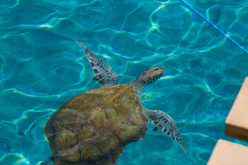 Fototapeta premium Green sea turtle swimming in the sea.