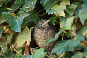 The blackbird, also known as Turdus merula, is a charming bird with a penchant for melodic songs and a weakness for earthworms.