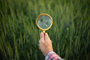 Researchers carry magnifying glasses over barley plants to look for errors in the plants so they...