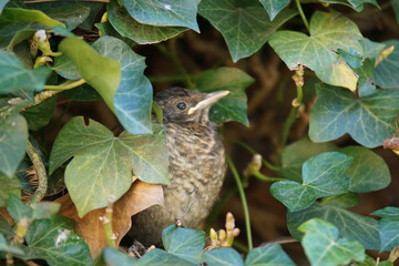 Blackbird threatens on a branch