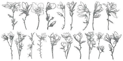 Magnolia flower drawings set. Sketch of floral botany twigs from real tree. Black and white with line art isolated on white background. Real life hand drawn illustrations of magnolia bloom. Vector.